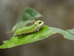 A green spicebush swallowtail caterpillar with unique eye markings to deter predators.