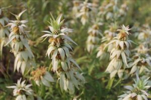 Spotted beebalm with stacked whorls of purple-spotted tubular flowers surrounded by pastel pink and cream bracts, giving it a striking, tiered look.