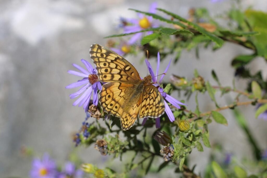 Variegated-Fritillary-native to southern-us The variegrated fritillary butterfly, collecting nectar from a native species of aster flower.
