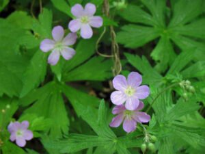 Wild geranium a soft, five-petaled blooms in shades of lavender to rose-pink, with delicate darker veins radiating from the center.
