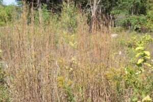 A tall yellow native grass growing in a prairie.