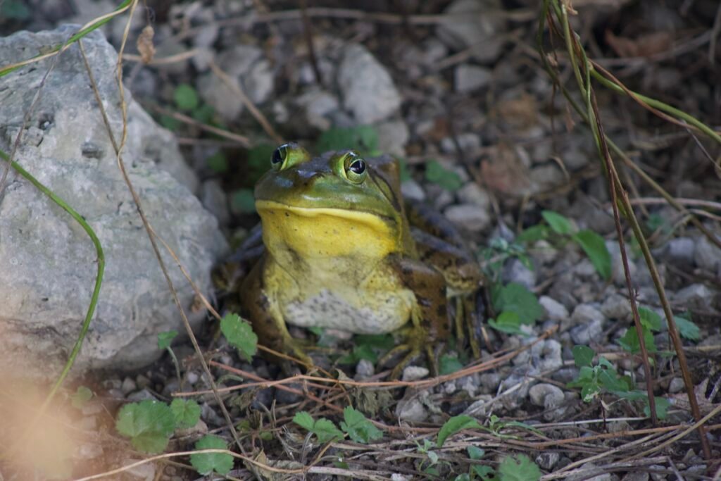 A head on shot of the American bullfrog with a yellowish white throat and belly.