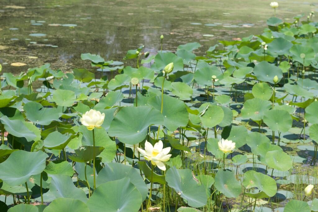 american lotus lake erie coastal marsh northwest ohio The yellow American lotus native plant, hovering above a marsh.