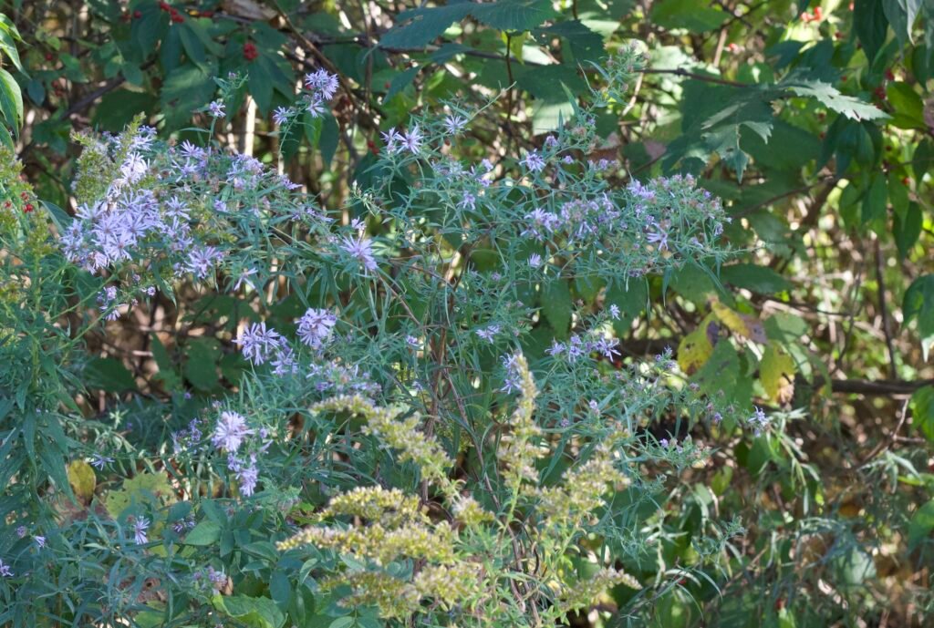asters and goldenrod oak opening cannonball run northwest Ohio Native light purple asters with yellow goldenrod found in northwest Ohio