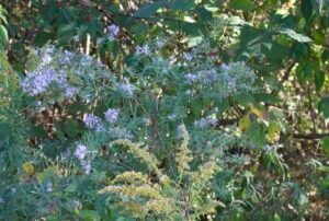Native light purple asters with yellow goldenrod found in northwest Ohio