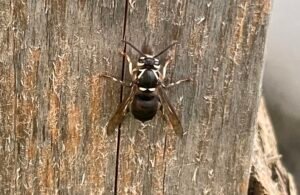 Bald-faced hornet chewing on wood to make a nest.