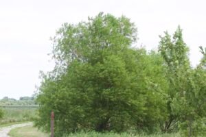 This black willow stands about 15 feet tall in Howards marsh.