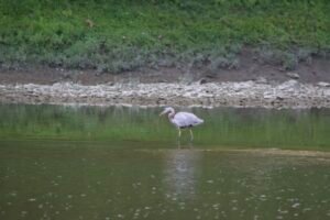 The blue heron, a large bird stalking fish in the shallow water of the Maumee river.