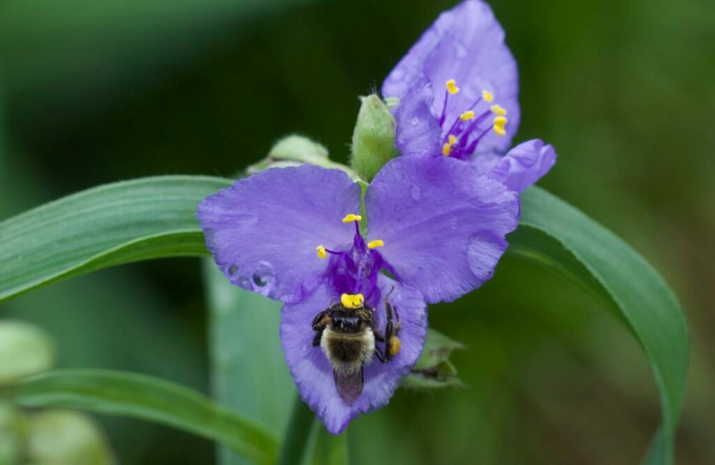 A three pedal purple native spiderwort flower with a bumble bee collecting nectar and pollen.