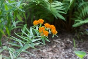 Butterfly milkweed, a native flower with clusters of orange flowers.