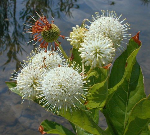 Round, spiky white or creamy-white sphere flower of the native buttonbush plant.