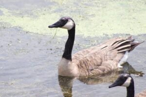 Black and grey Canadian goose in a marsh setting.