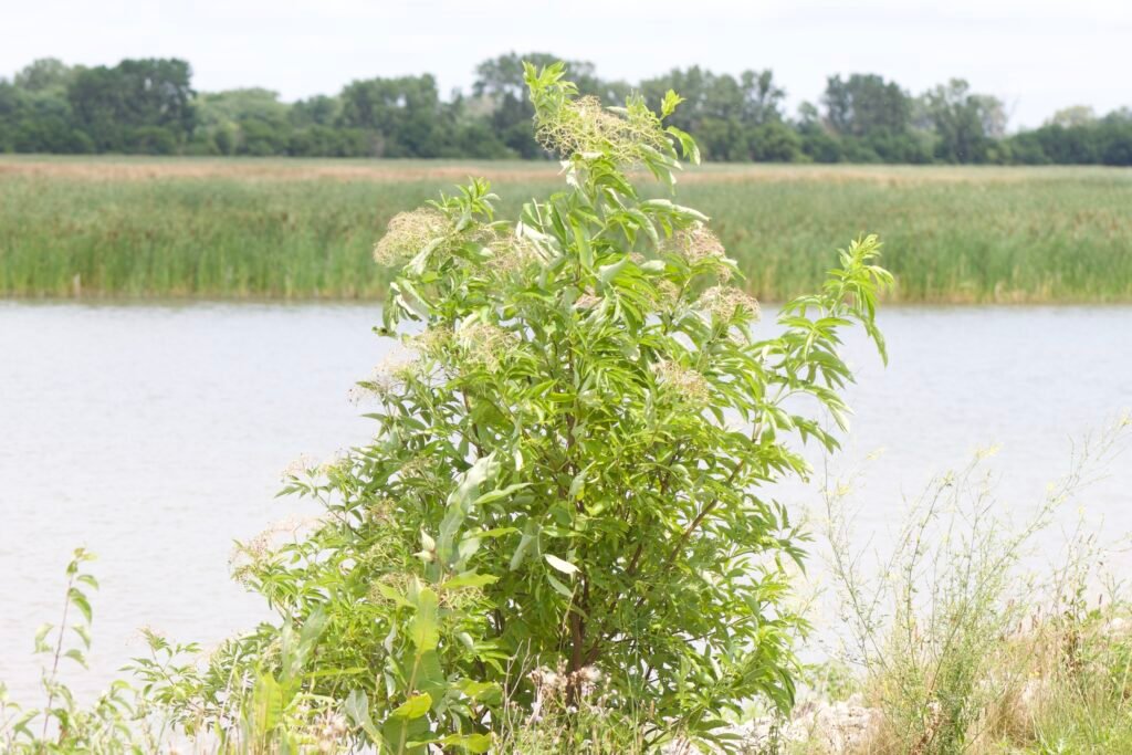 common-elderberry-Howards-Marsh-northwest-Ohio Common elderberry, a native shrup with white flowers.
