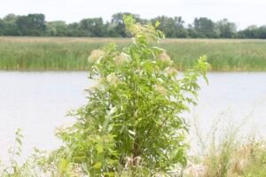 Common elderberry, a native shrup with white flowers.