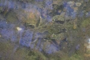 A brownish green camouflaged crayfish in the river.