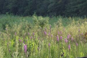 A prairie full of native grass and purplish spikes of blazing star flowers.