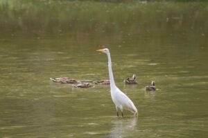 A white egret bird hunting in the shallows of the Maumee river.
