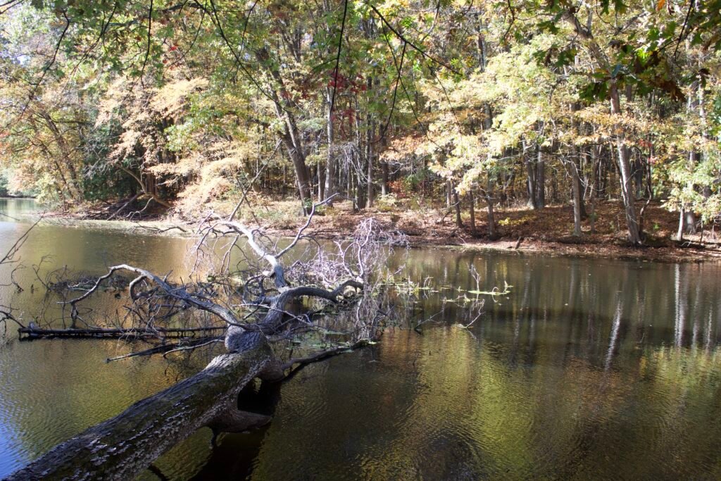 Shallow lake with a fallen tree laying in the water.