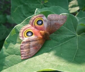 The io moth with what a appear to be eyes on its wings.