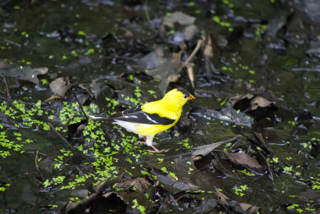 A yellow goldfinch bird searching for insects in a swamp.