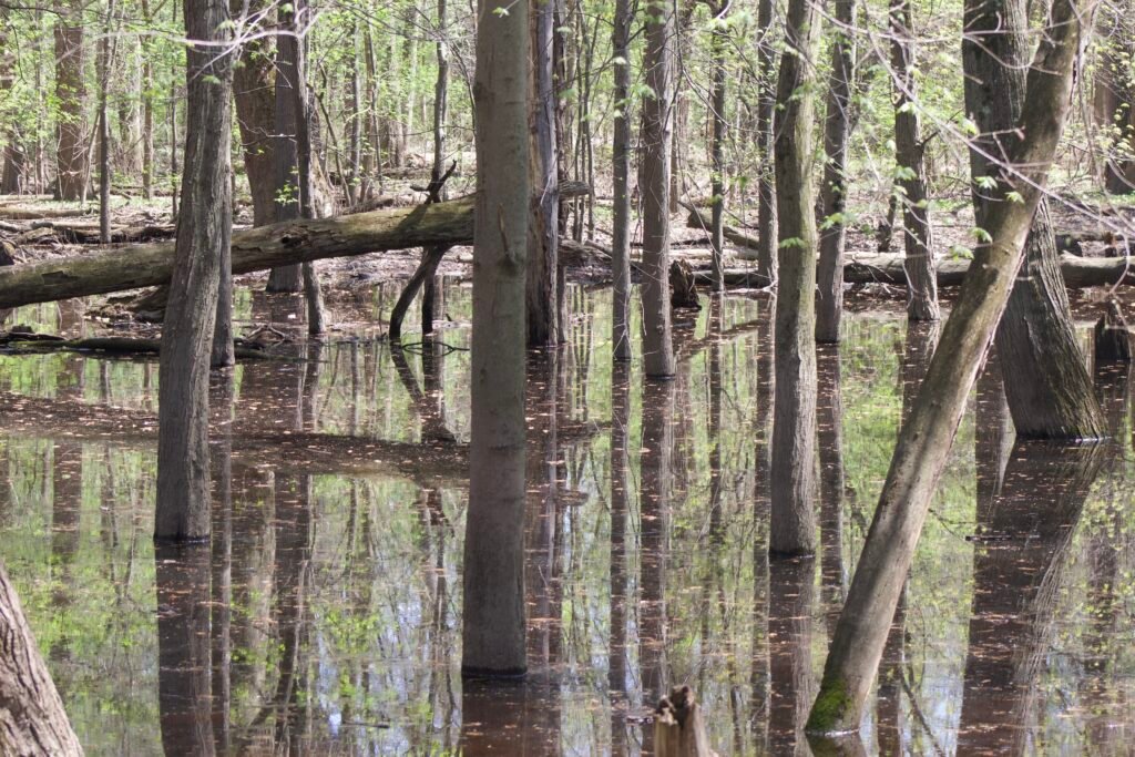 The remnants of what was the great Black Swamp in nirthwest Ohio. 