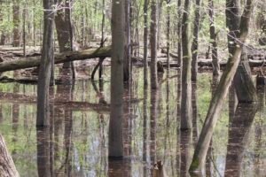 The remnants of what was the great Black Swamp in nirthwest Ohio.