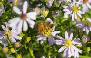 Honey bee on light purple to white aster flowers with yellow centers.