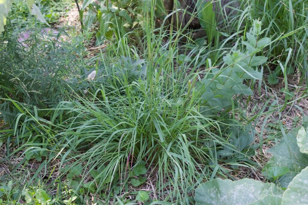Little bluestem a native grass found throughout northwest Ohio.
