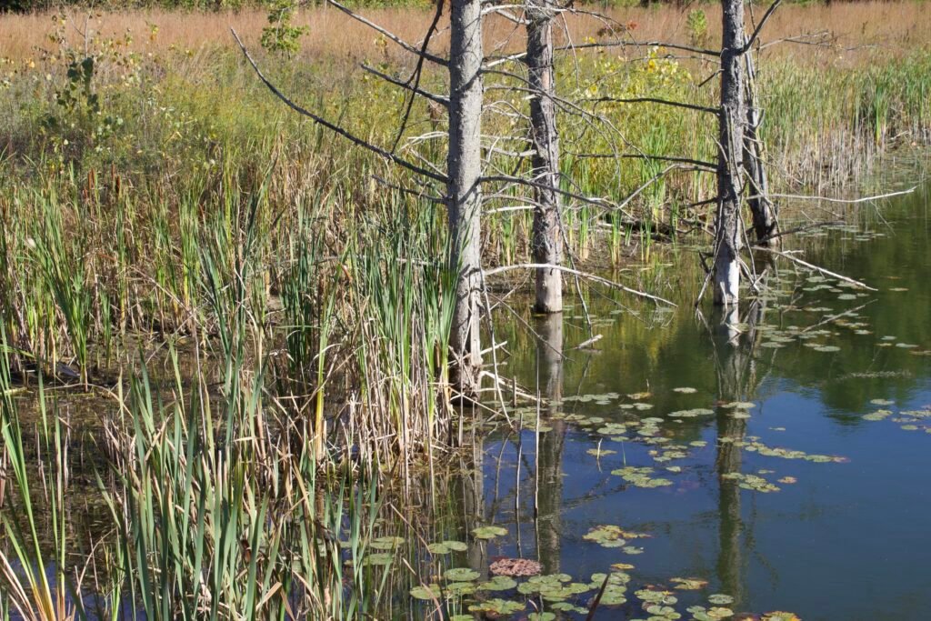 Dead trees standing in wetland marsh full of green vegetation.