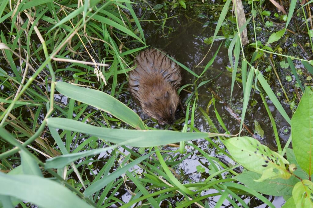 A brown muskrat foraging food in a swamp like environment.