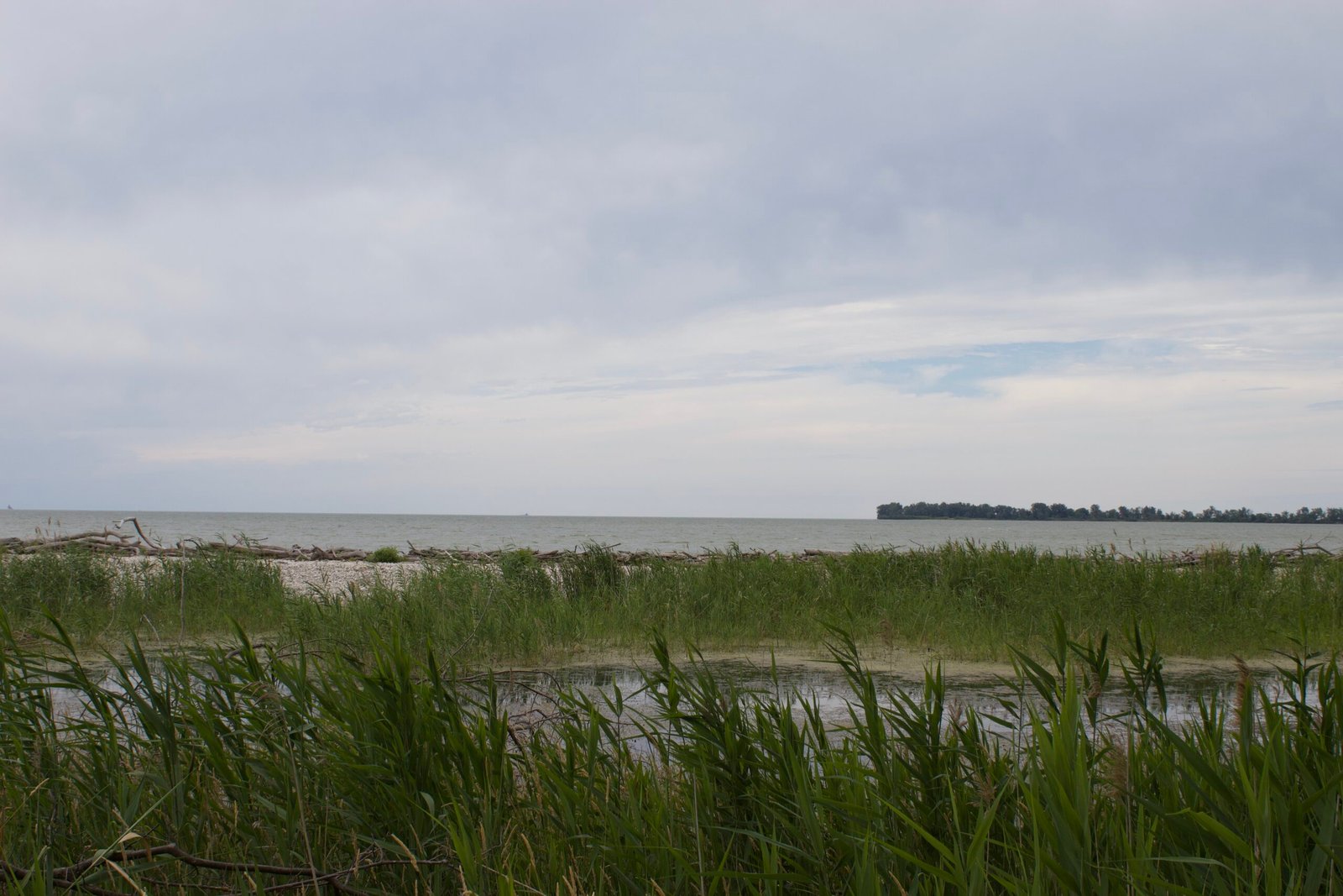 The Lake Erie coastal marsh along the shore of the western part of Lake Erie.