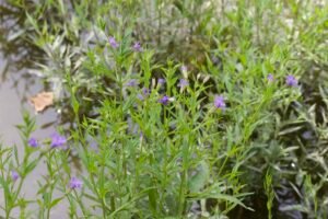 Monkey flower, little purple flowers along the shore of the Maumee river