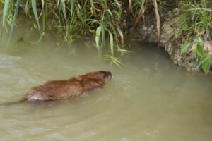 Muskrat swimming up to the entrance of a burrow along the marsh edge.