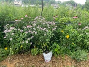 A native garden with wild bergamont, purple coneflower, orange coneflower, goldenrod and asters.