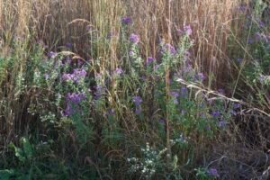 New England aster, a purple and yellow native perennial flower.