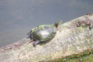 A painted turtle basking in the sun on a log in the black swamp area.