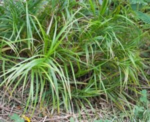 Palm sedge a native sedge with lancelot shaped green leaves.