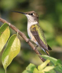 A female ruby throated hummingbird perched on a tree branch.