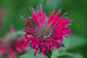 Scarlet beebalm vibrant, red or pinkish-purple, tubular flowers that grow in dense, showy clusters.