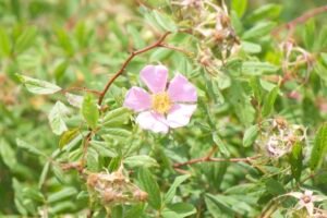 Pink, five petal native swamp rose flower.
