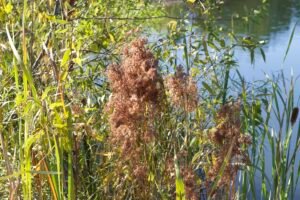 Brownish orange wool grass that has gone to seed.