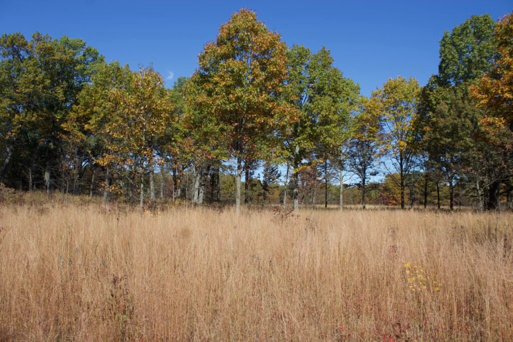 An oak tree savanna full of native grasses in the fall.