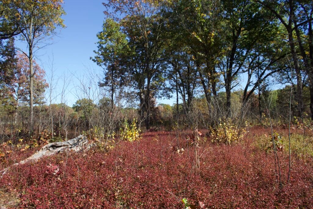 Woodland savanna with oak trees and berries, full of fall colors red and yellow.