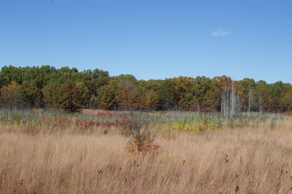 A sand prairie full of native grasses with a line of oak trees in the background.