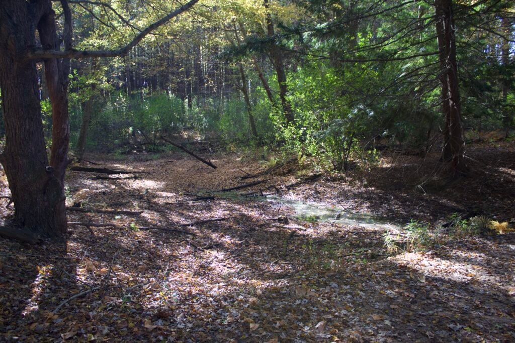 Woodland floor dried up after previous flooding.