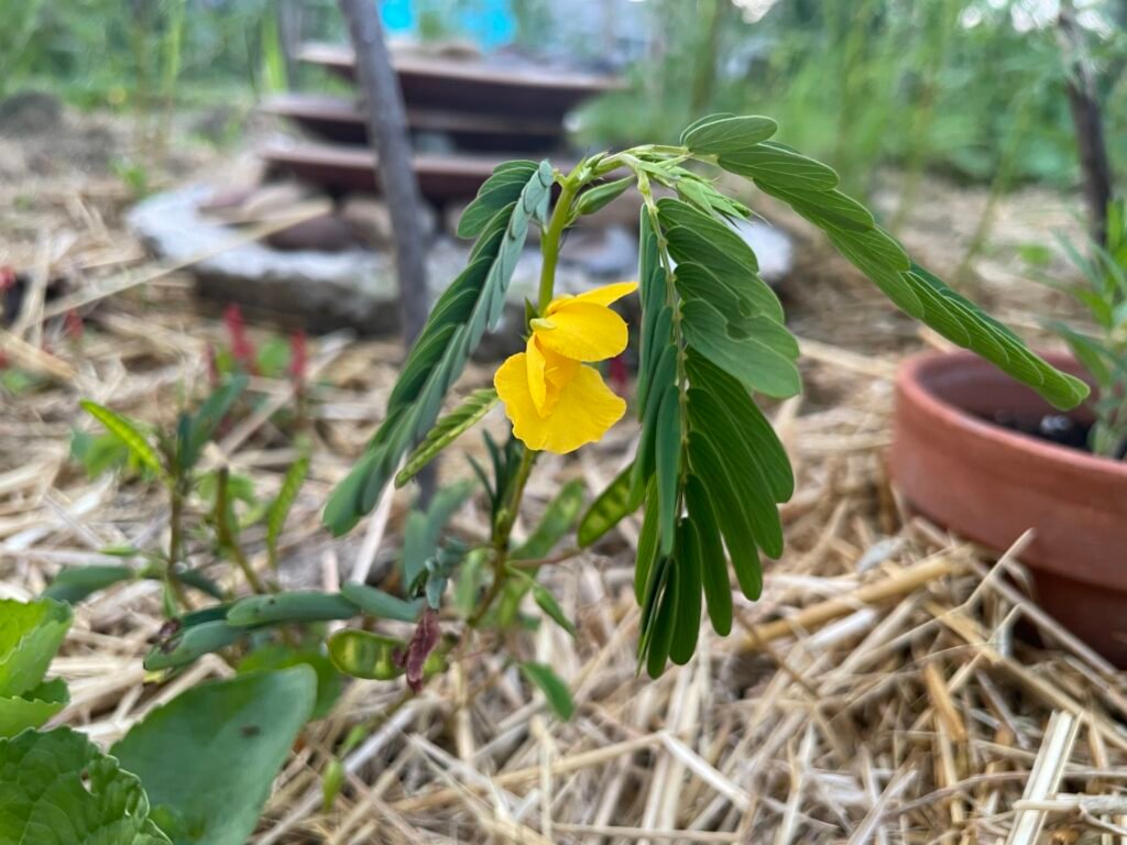 Close-up of Partridge Pea leaves showing their sensitive, folding response when touched.