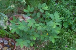 This image shows how the partridge pea grew about two feet tall and about two foot wide in about two weeks.