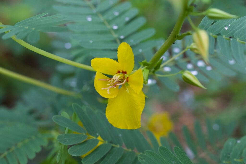Bright yellow Partridge Pea flower fully open, showing delicate petals and red-tinged centers.