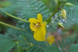 Bright yellow Partridge Pea flower fully open, showing delicate petals and red-tinged centers.