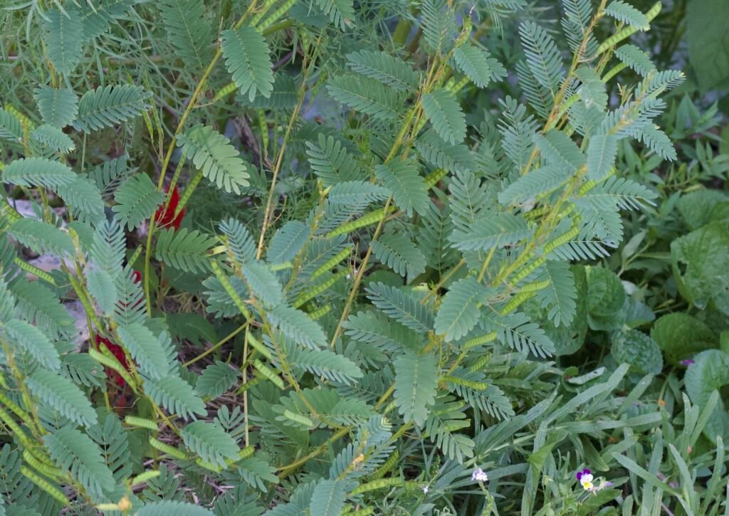 Full Partridge Pea plant showing yellow flowers and developing seed pods as it begins going to seed.